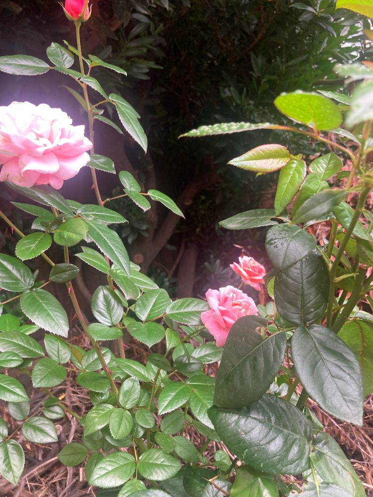 Opening and fading blooms on my pink birthday rose, and all glorious.