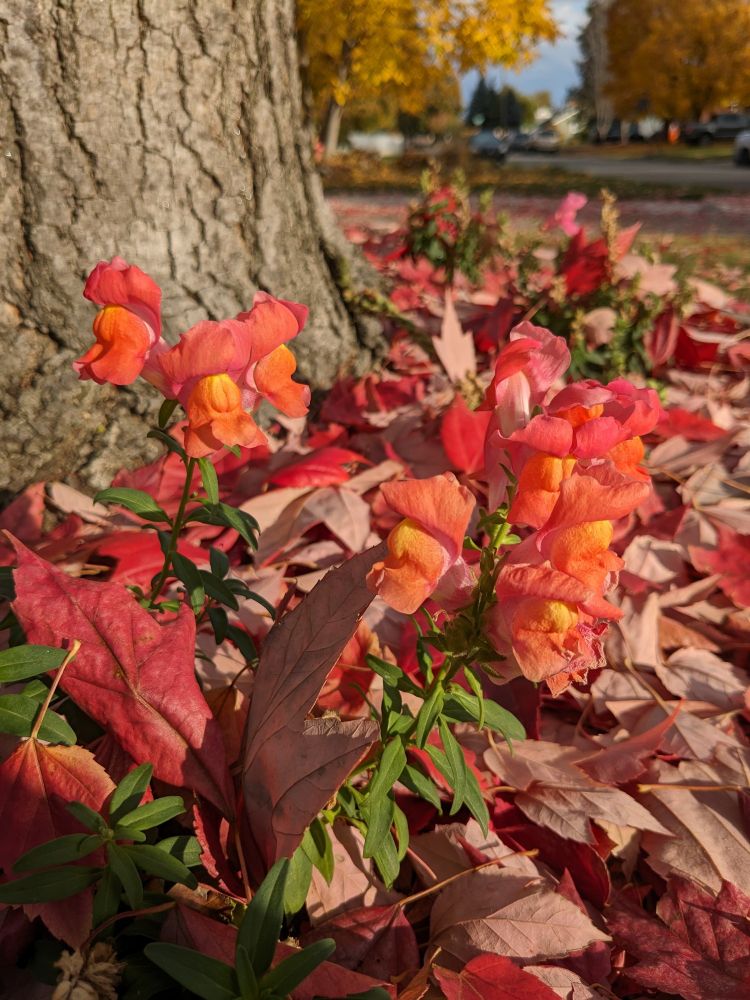 Photo of a red and yellow snapdragon plant planted at the base of a tree, surrounded by fallen red leaves.