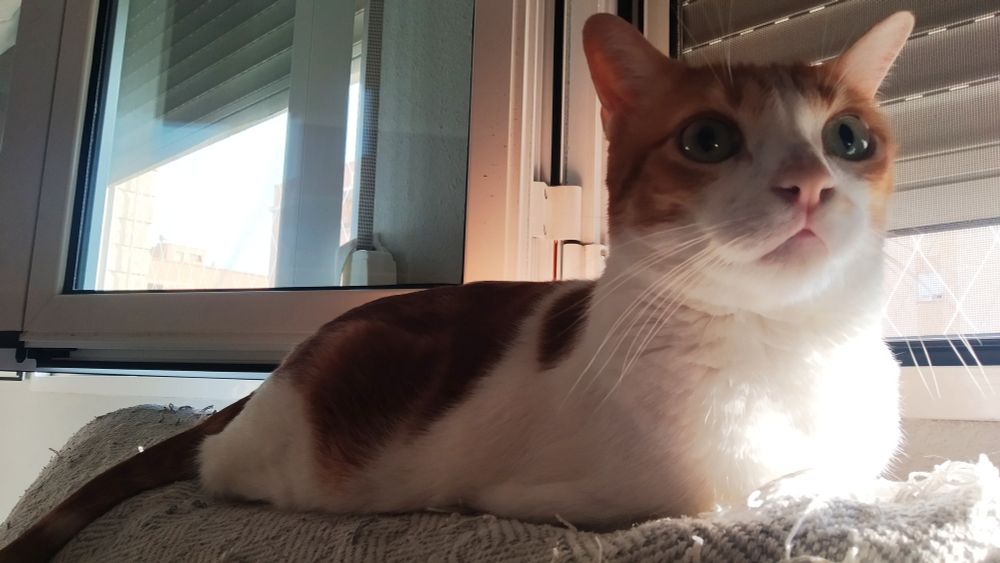 Picture of a white and orange cat sitting by a window