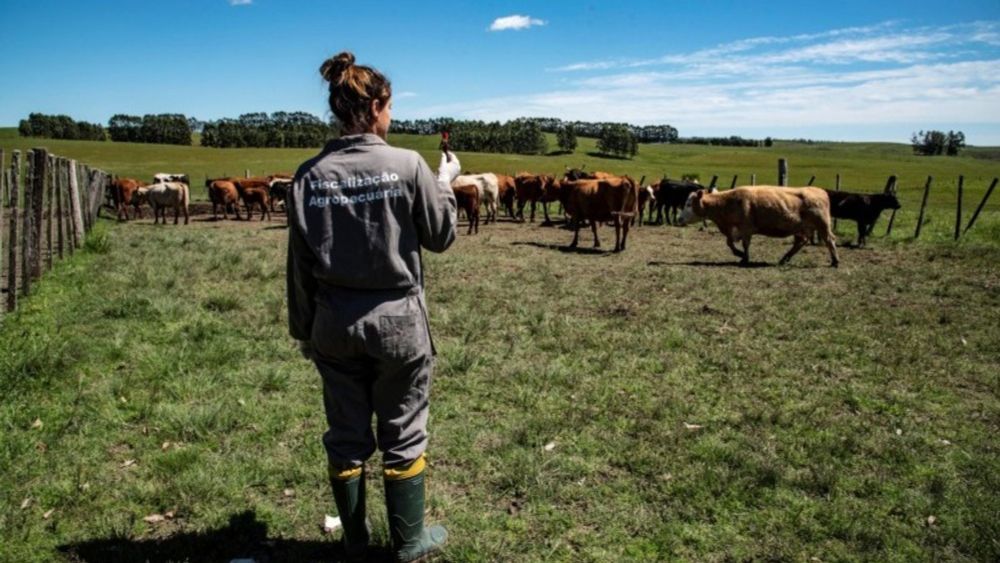 Sanidade animal:  Adepará aprova Programa de Defesa Agropecuária para o Pará com metas até 2027 As ações de monitoramento e fiscalização serão ampliadas com 7.200 fiscalizações em estabelecimentos que...