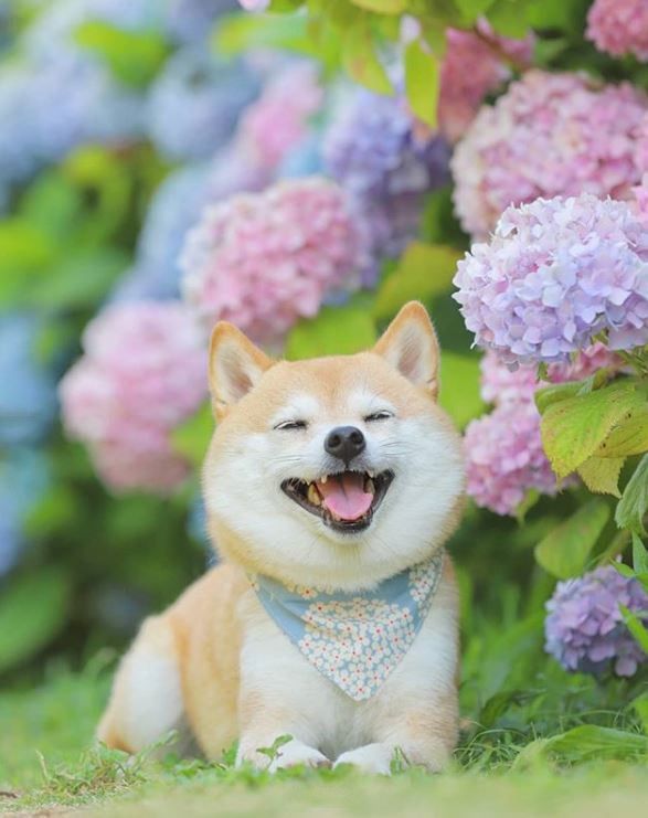 Doge