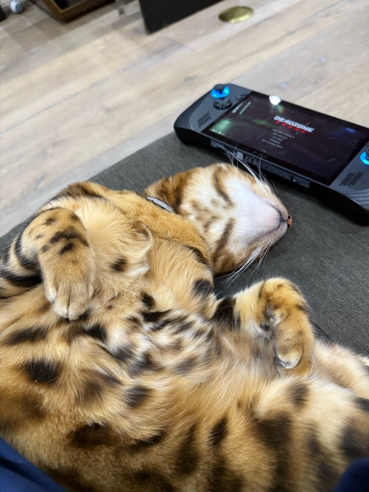 Babou, a Bengal cat, with a Rog ally x playing dead zone rogue 