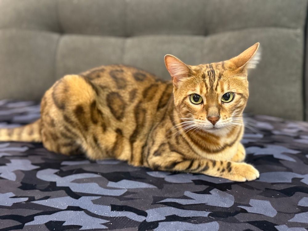 Pokey, a Bengal cat 