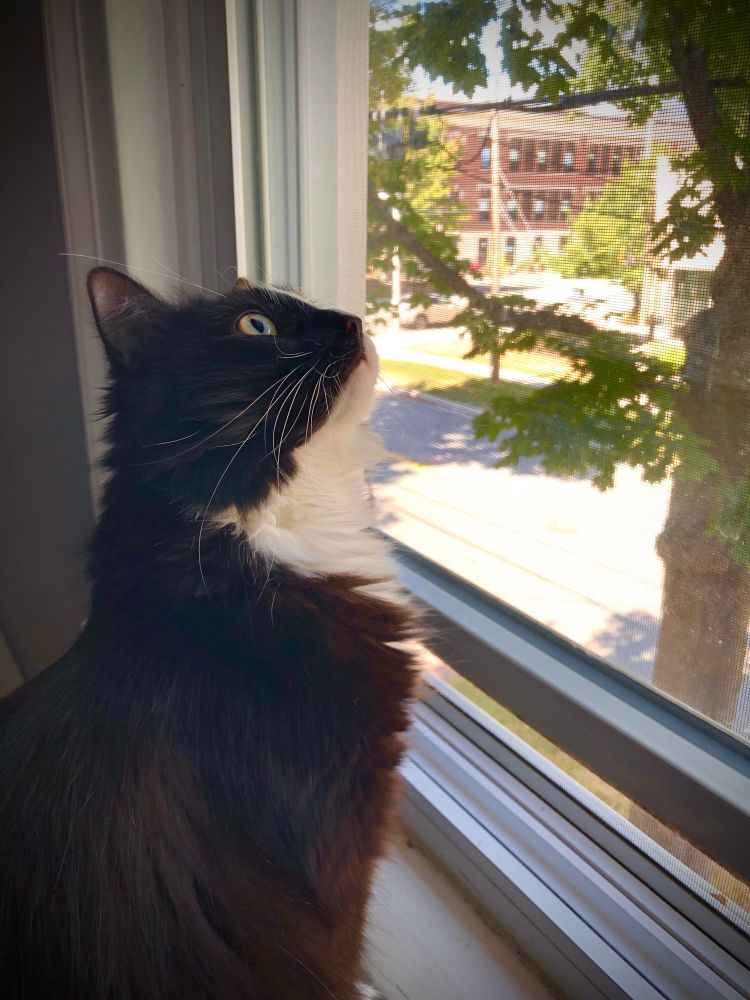 Photo of a b/w DLH polydactyl kitty called Muriel, staring at some pigeons from outside a second storey window.