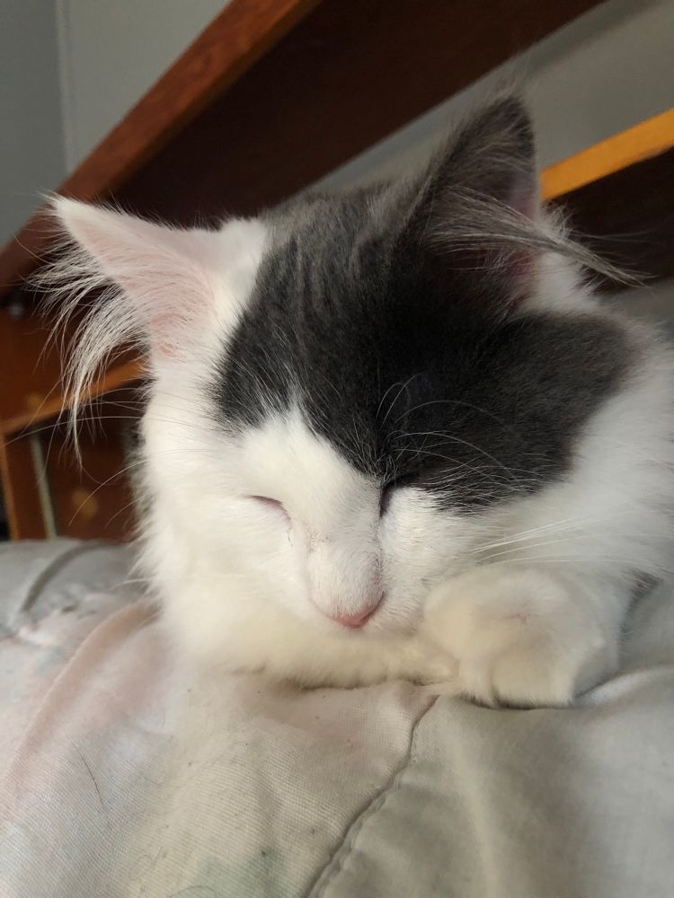 Close-up photo of grey and white DSL kitten call Hollis.