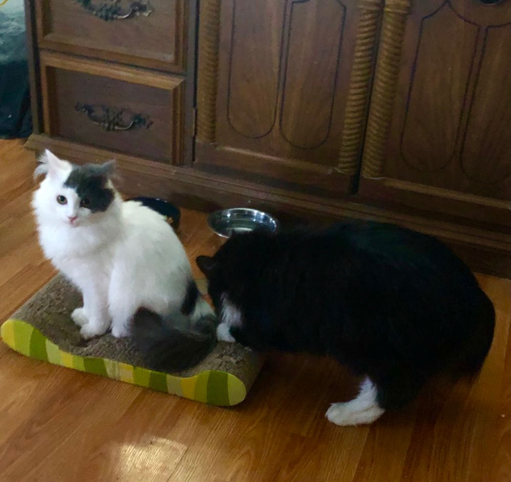 One of very few pics I have so far of newly-adopted 6-month-old white/gray Hollis and his new big sister 4-year-old b/w tuxedo polydactyl Muriel. Both are somewhere between domestic medium-haired and long-haired. 