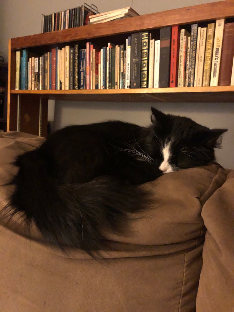 Photo of a tiny DLH tuxedo cat, fast asleep on the back of a love seat.