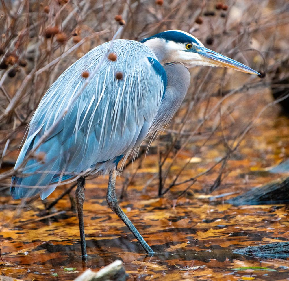 Close up view of a great blue heron, in profile to the right.  Standing in water, strewn with leaves.  The heron looks like the water is cold.   The brush has lost all its foliage. 