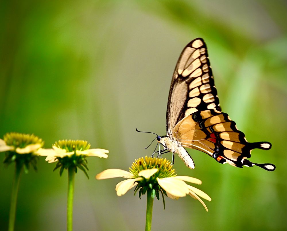 The side view of a lovely swallow tail butterfly feeding on a yellow cone flower, with two more cone flowers trailing off  diagonally to he left. 