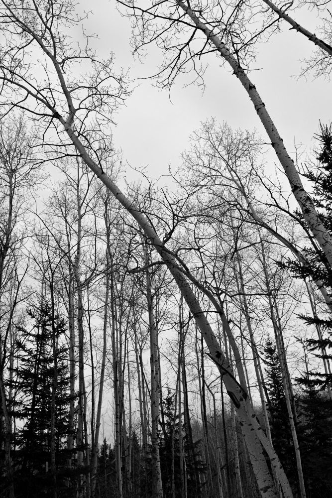 A birch bending in the woods