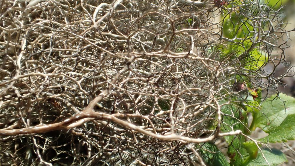 Alectoria nigricans showing the paler basal stems with pseudocyphellae - and darker pointed tips on the right