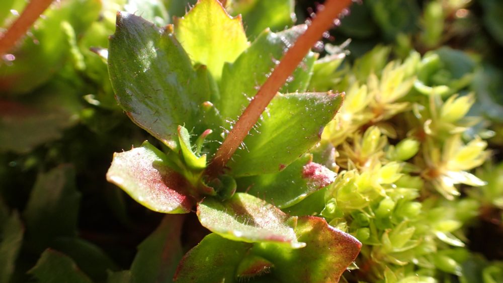 Starry saxifrage basal leaves and stem