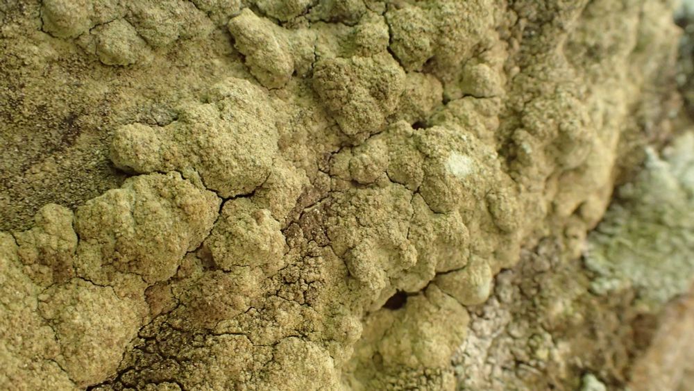 Schismatomma umbrinum, scratched paler mid-central - this area glows brightly white in UV.