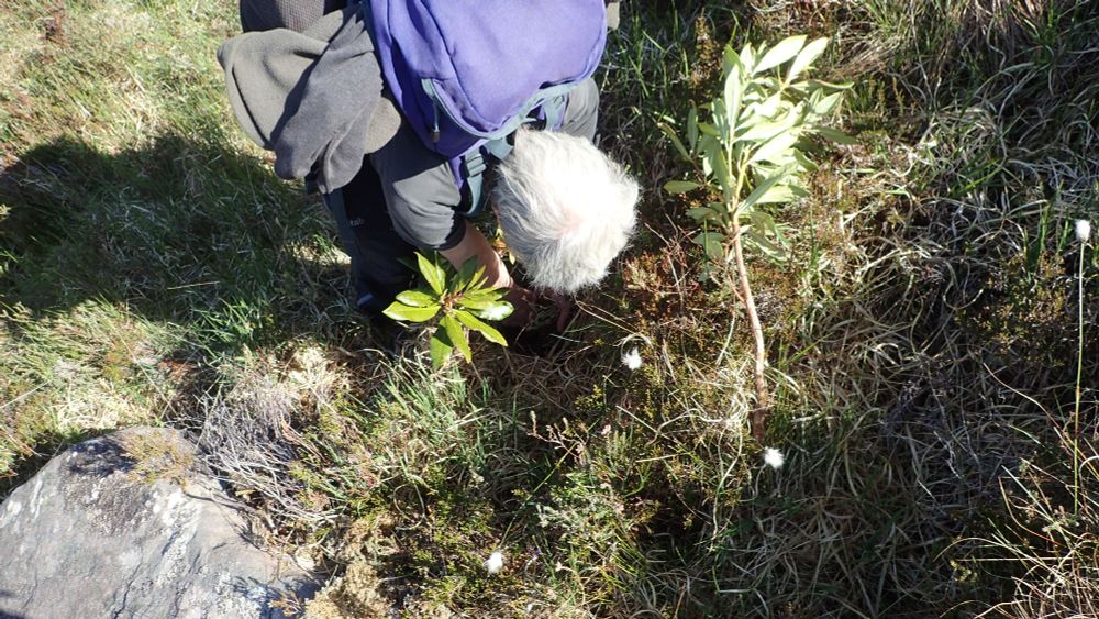 Removing invasive rhododendron