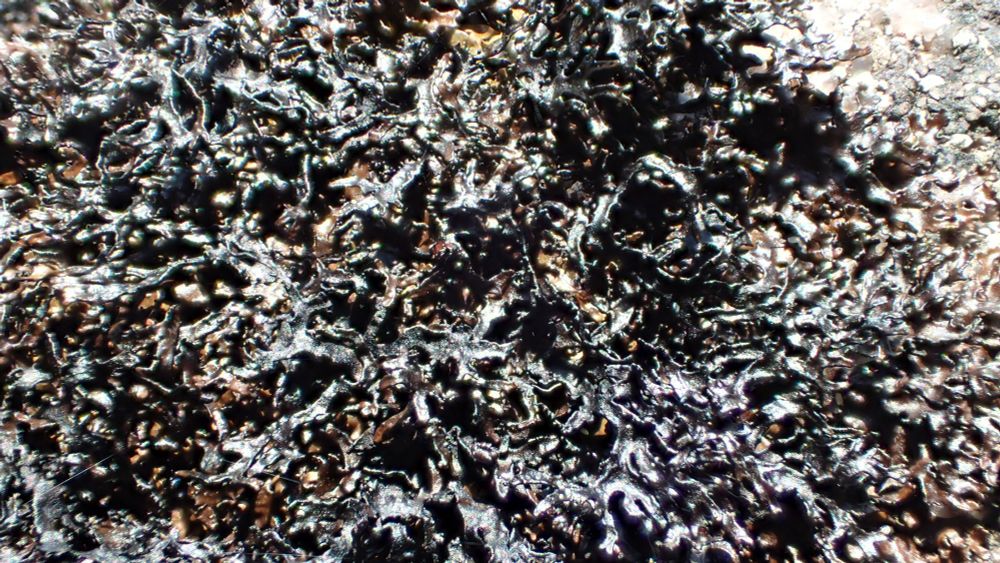 Cetrariella commixta