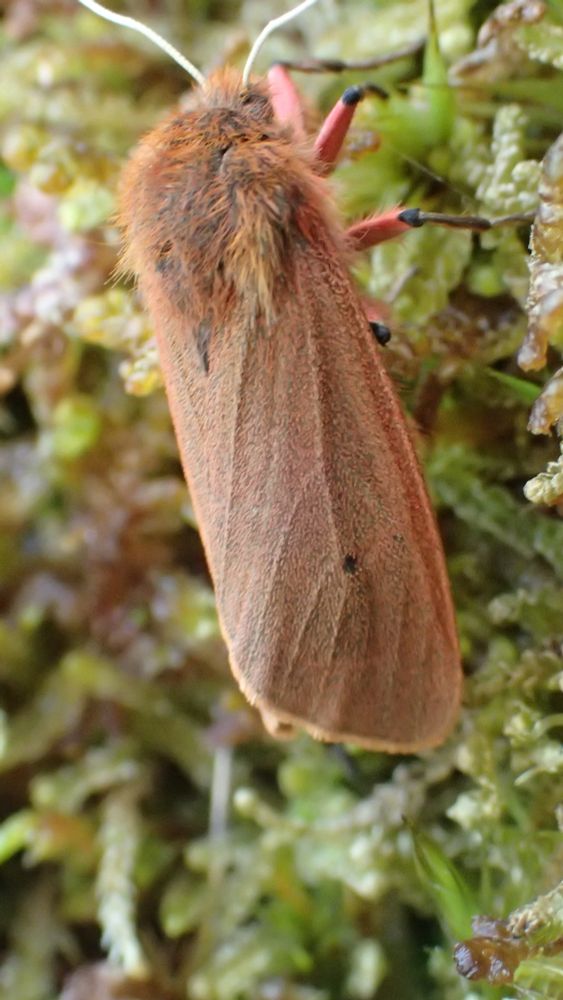 Ruby tiger moth