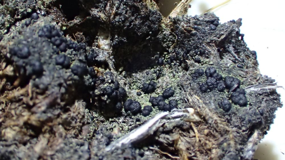 Micarea lignaria var. endoleuca thallus with apothecia on a bryophyte on the ground