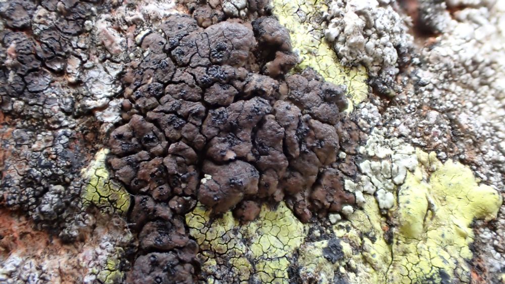 Probably Acarospora subfuscescens fruit infecting another lichen eg Acarospora fuscata. Its fruit have large carbonised and broken margins. Inside were lots of tiny spores in each ascus. Second record for vice-county.