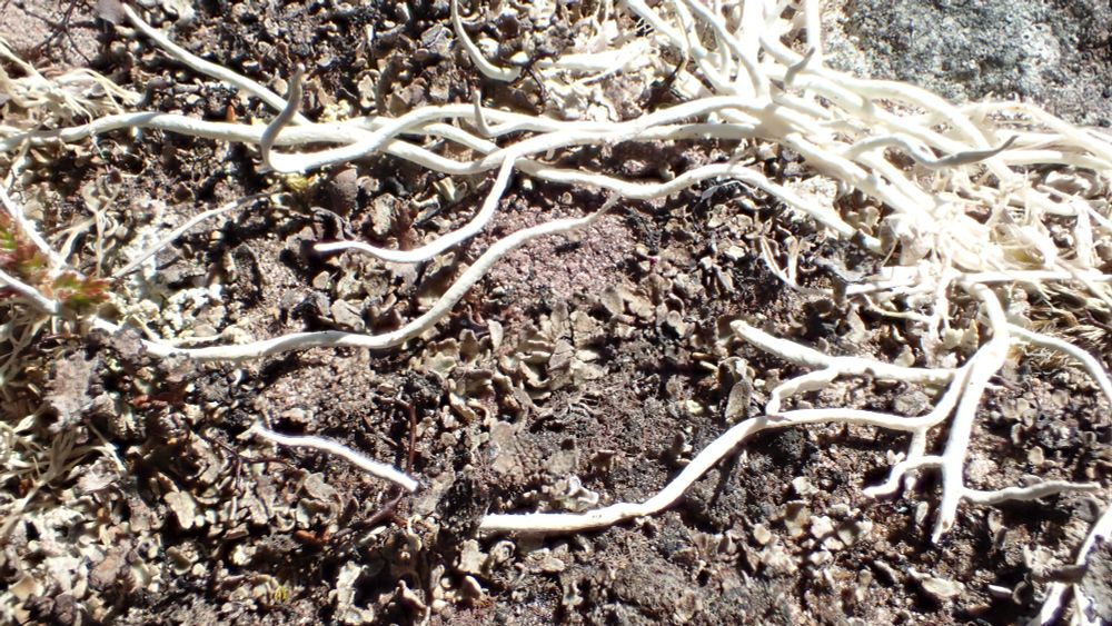 Thamnolia vermicularis