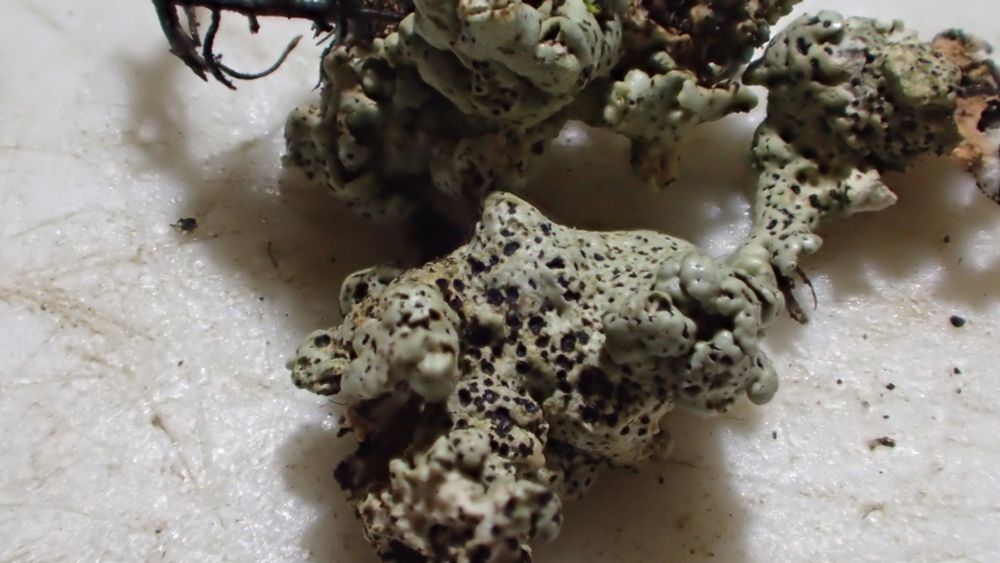 This is lichenicolous fungus Nesolechia oxyspora infecting the thallus of Xanthoparmelia conspersa. The black dots are the LF fruit which contains slightly pointed spores, 17.6x5.6μm. First record for vice-county.

