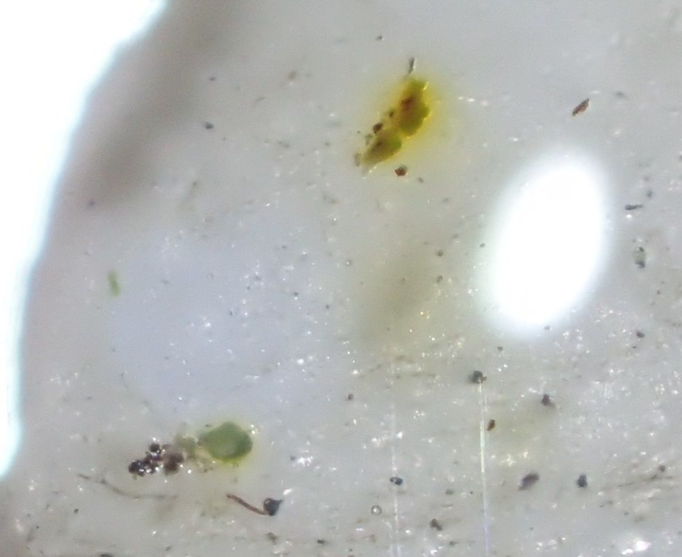 Micarea lignaria var. endoleuca thallus showing C+ yellow/orange ish...