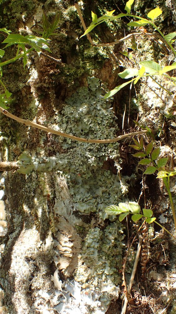 Ricasolia virens looking very dry (despite being splashed) on an ash pollard