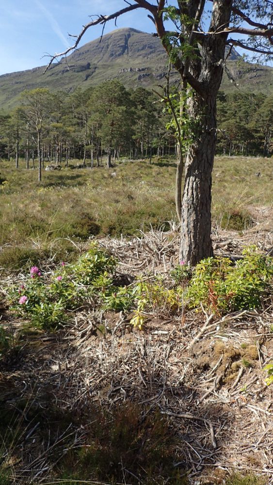 Rhododendron regrowth and flowering where cleared in recent years