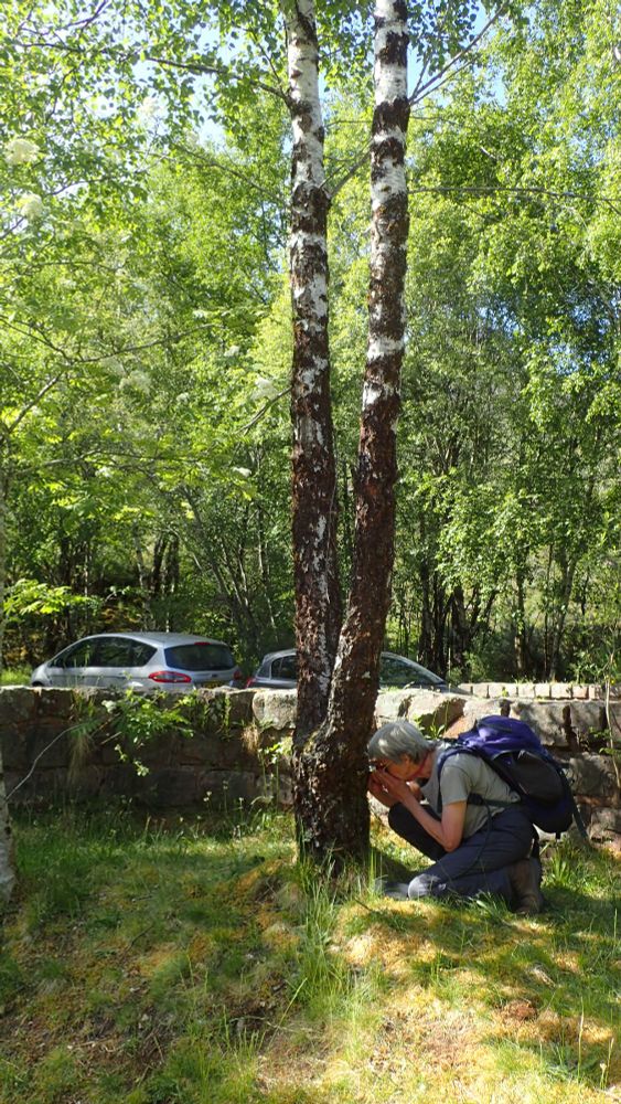Birch tree with good lichens
