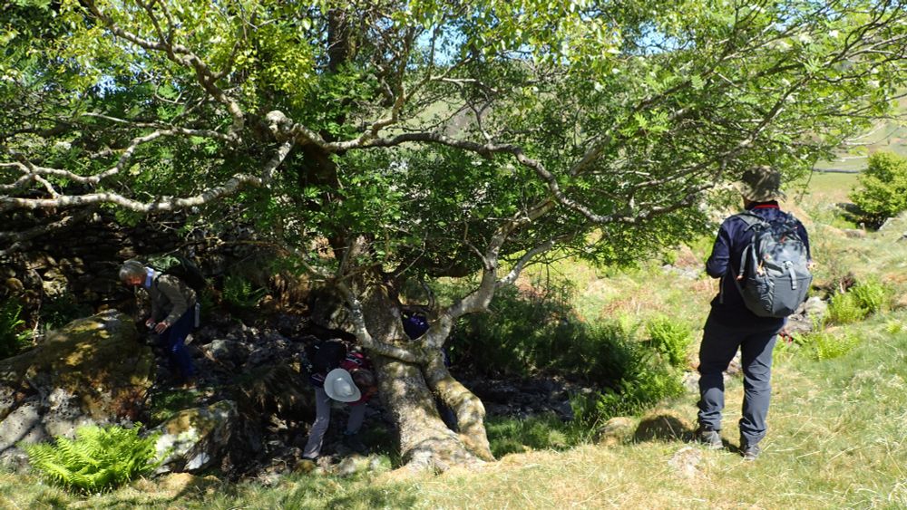 Lichenologists seeking shade