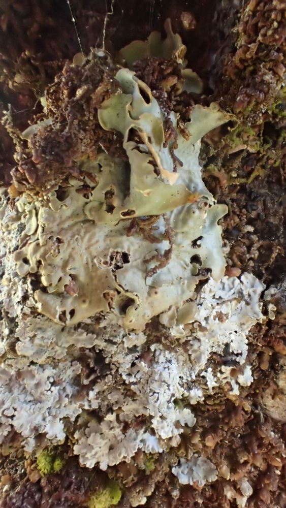 Ricasolia virens