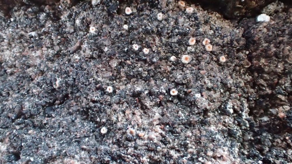 Secoliga jenensis