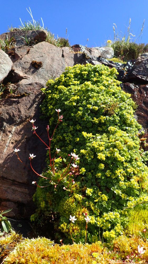 Starry saxifrage and Opposite-leaved golden saxifrage