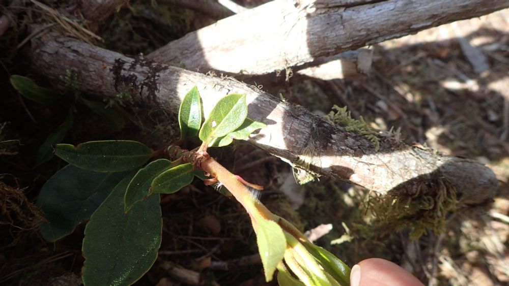 Rhododendron regrowth from cut stump