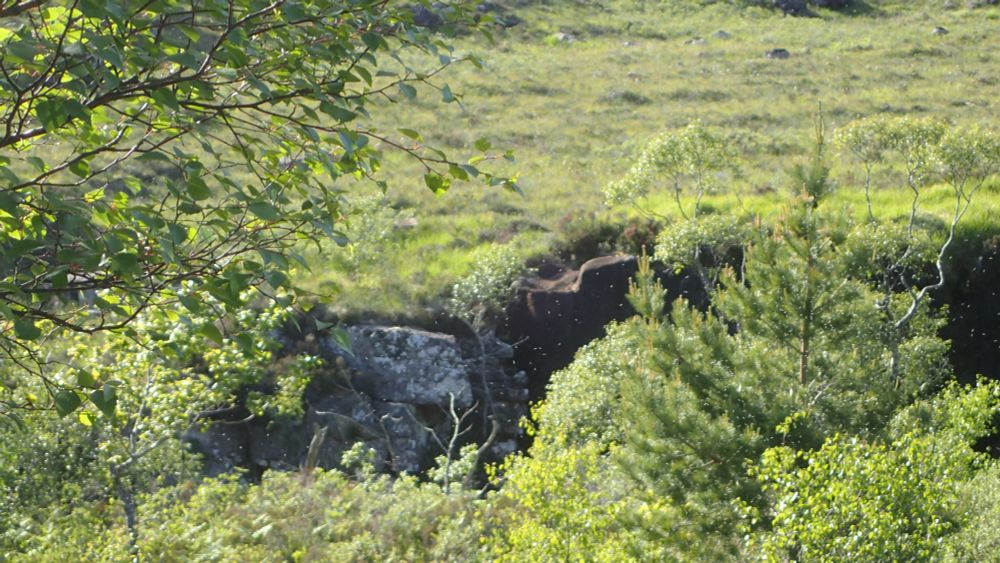 Midges just visible in the photo