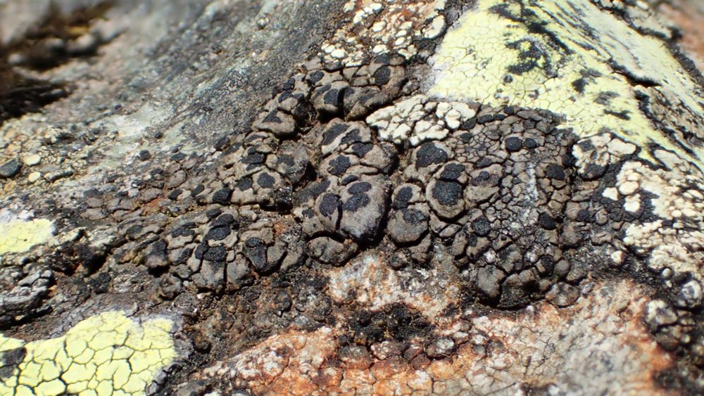 A lovely Rhizocarpon awaiting identification, with R geographicum also in the picture.