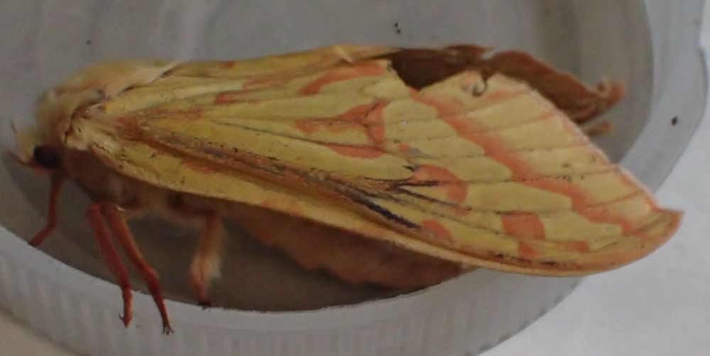 Female ghost moth