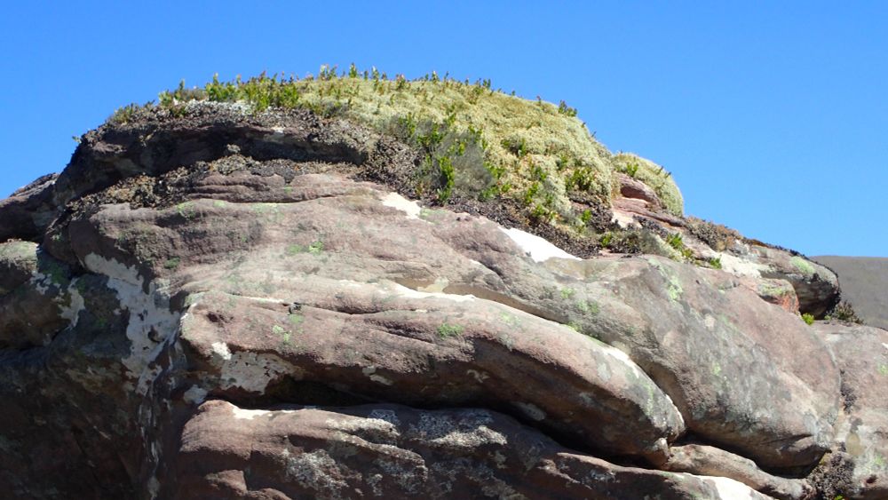 Tufts of Alectoria nigricans hopefully visible on top of the boulder