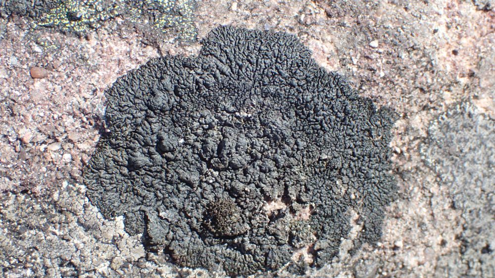 Allantoparmelia alpicola