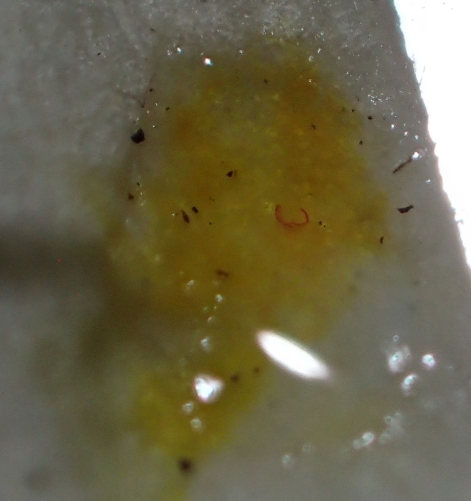 Micarea lignaria var. endoleuca: A tissue pressed on to the thallus with K, then with C applied goes orange