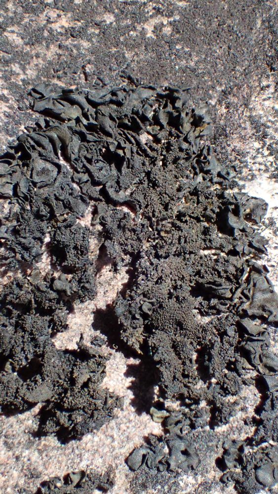 Collema glebulentum