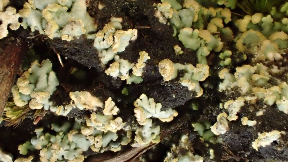 Trapeliopsis glaucolepidea on a short peat side to the path, puffed up with soredia - no fruit in this case