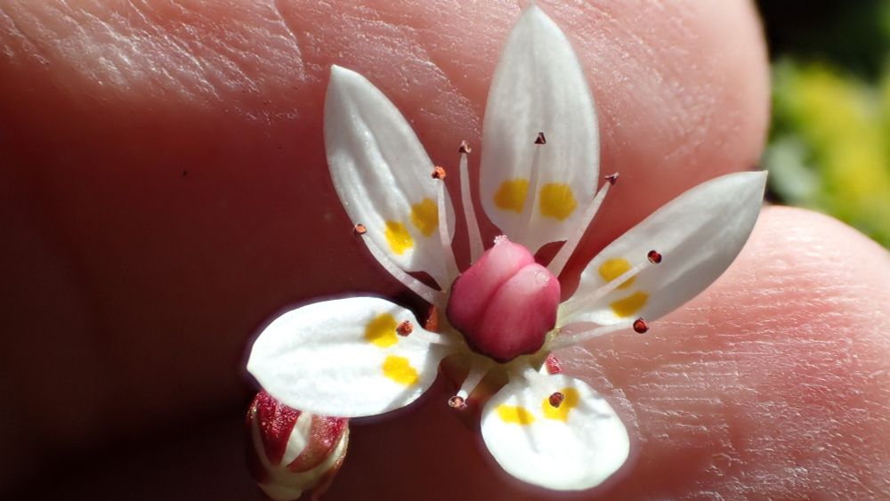 Starry saxifrage flower
