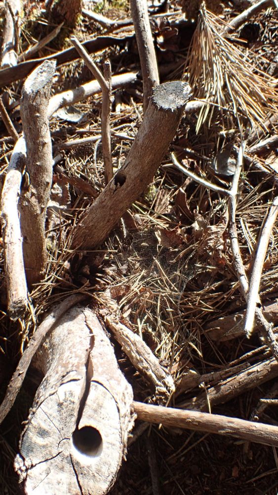 Rhododendron clearance correctly includes poisoning of the stumps to ensure that they don't regrow