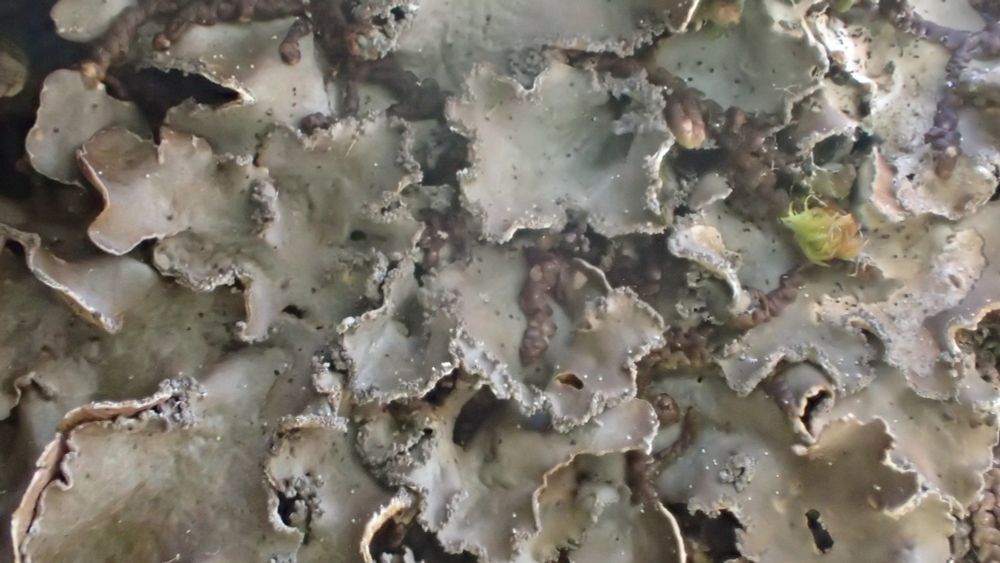Lobarina scrobiculata