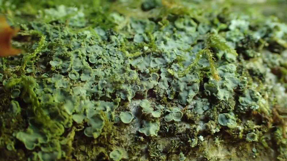 Normandina pulchella amongst moss with sorediate margins