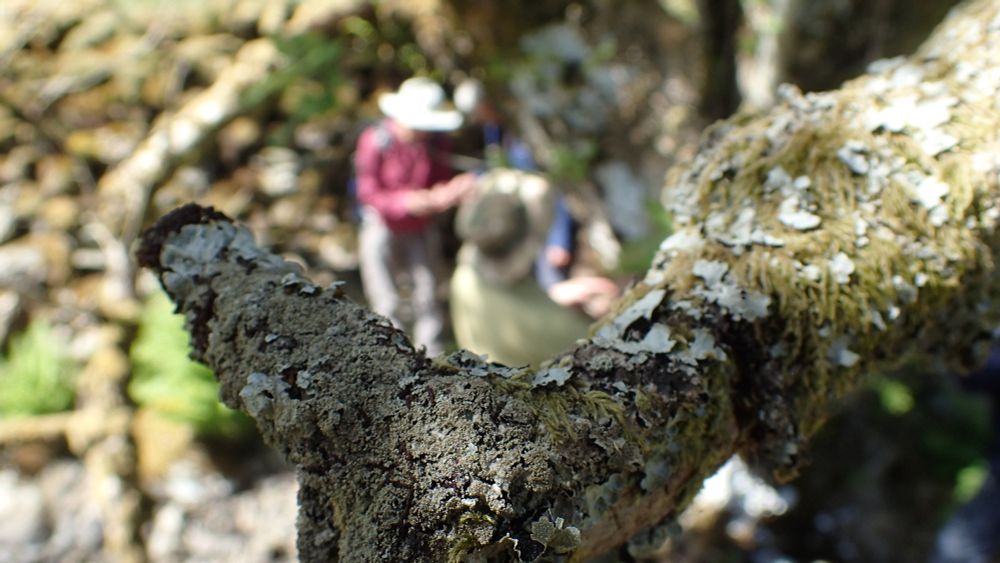Parmelia saxatilis with copious isidia on the top surface of the leafy lichen