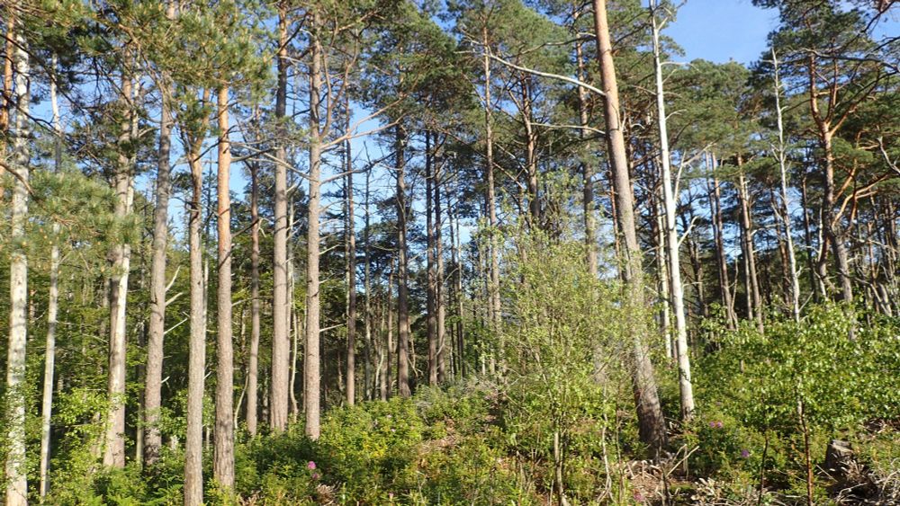 Rhododendron ponticum under Scots pines in Torridon