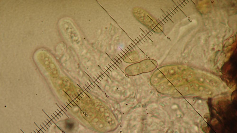 possible bryophilous fungus - more 1-septate spores and asci with spores