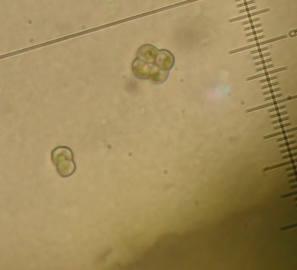 Micarea adnata micareoid algae: small and dividing into two and four