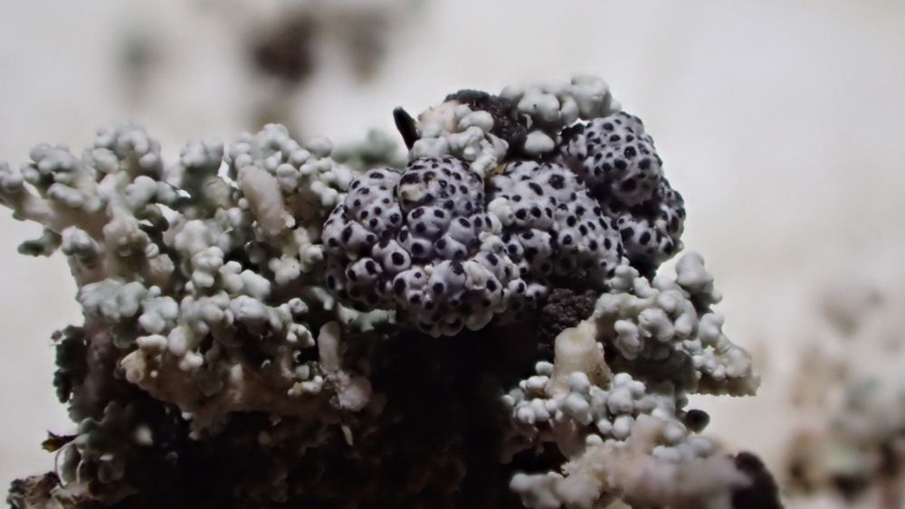Polycoccum trypethelioides galls with perithecia on Stereocaulon condensatum at Bealach na Bà in Applecross